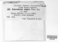Scleroderma citrinum image